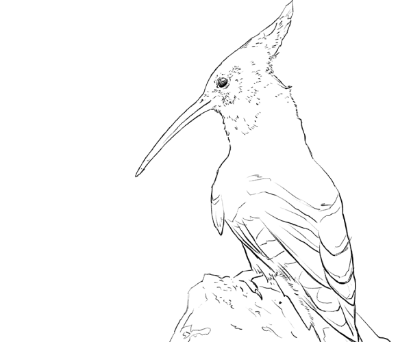 freie_arbeit_6_vögel_900_750